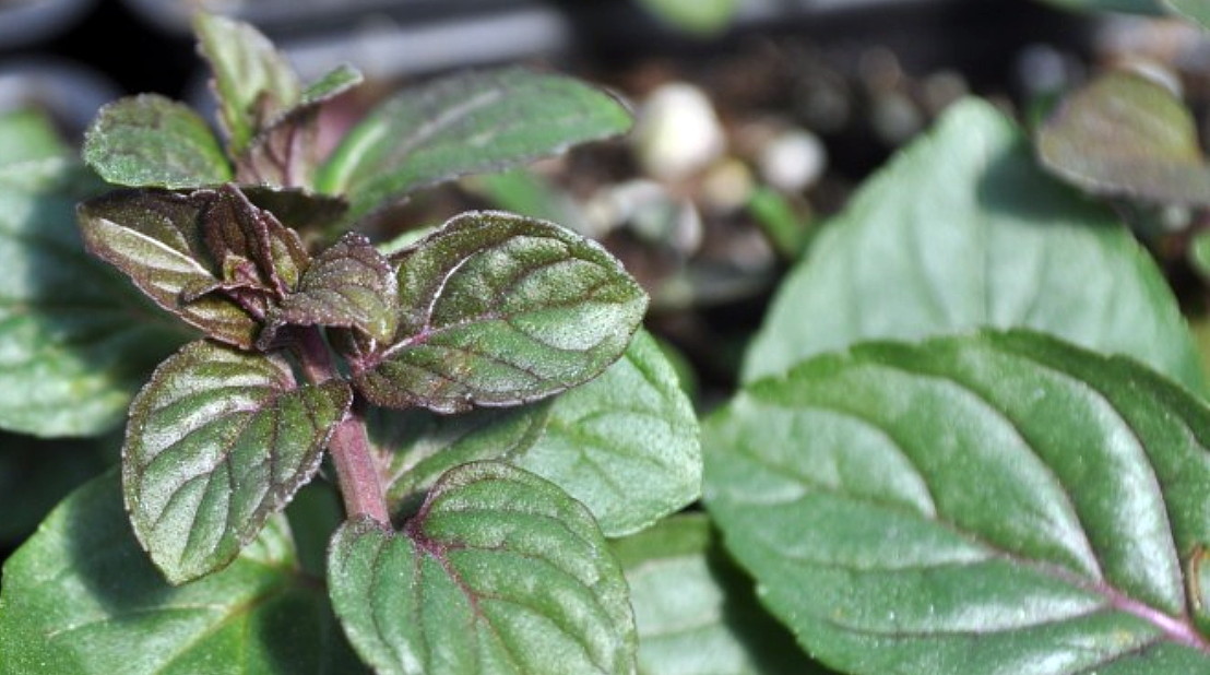 black-mitcham-peppermint