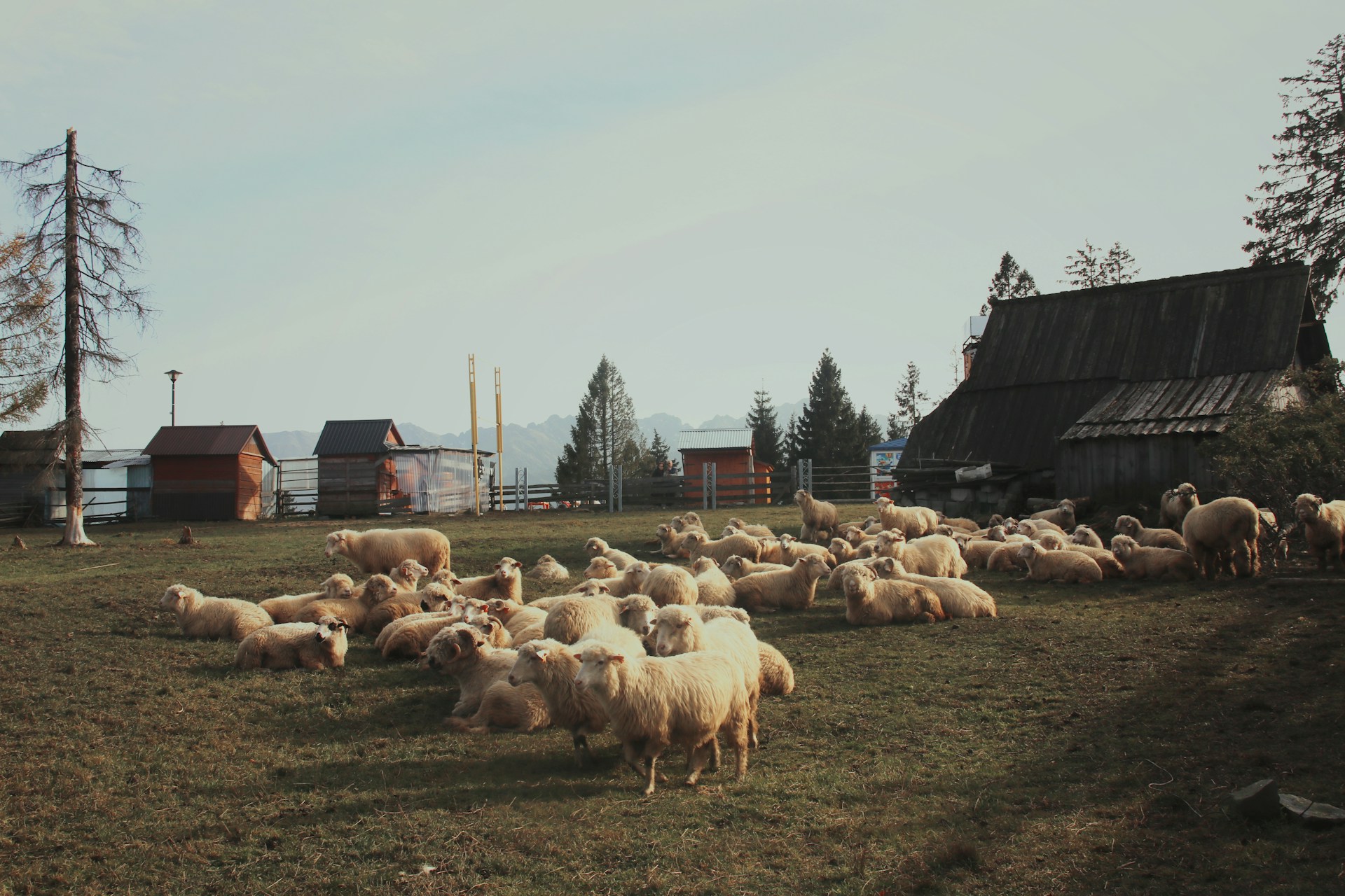 Rural Purge