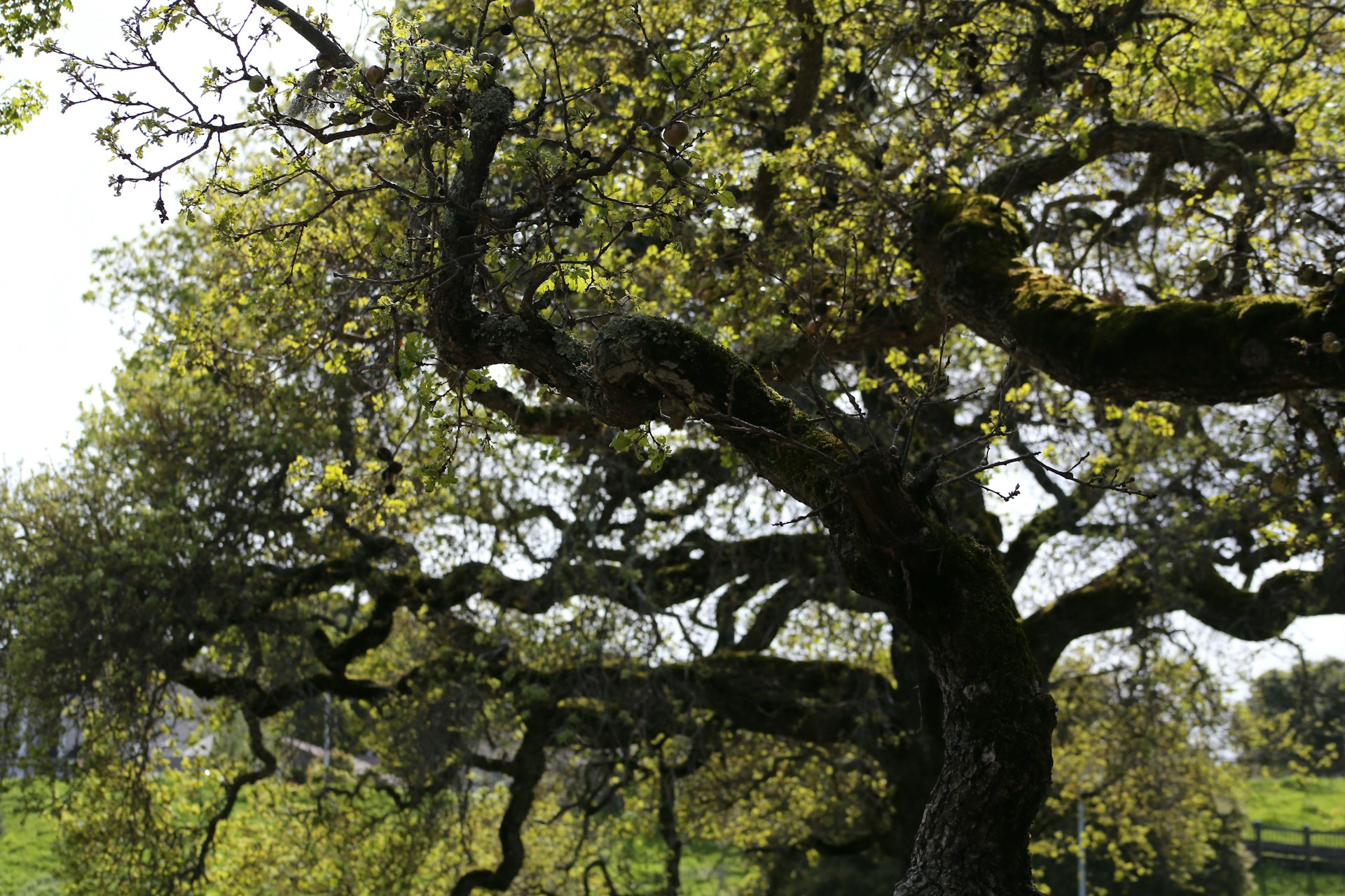 live-oak-reserve